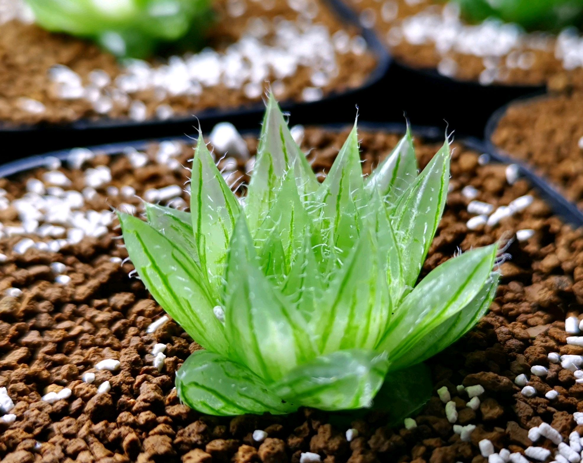 玉露多肉徒长了怎么办,玉露多肉叶片发紫不饱满