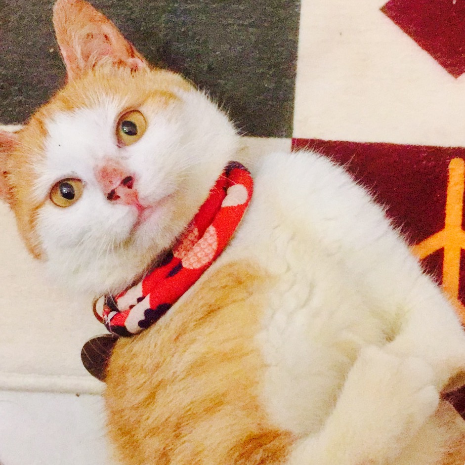 养一只四肢残疾的小猫是种什么经验？