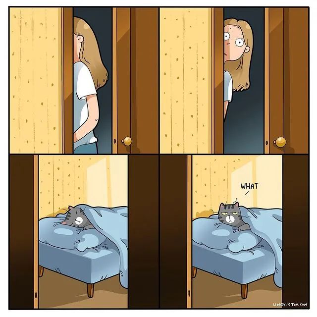 沙雕猫片，笑到床塌！自从做了卑微的铲屎官，比一个人时刺激多了