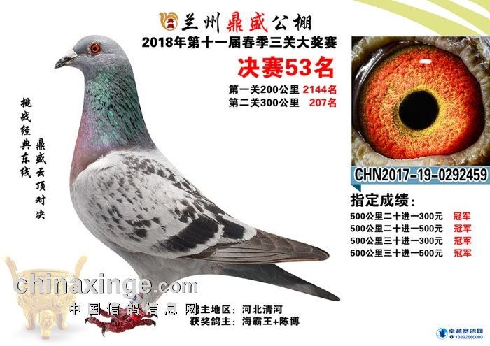 海霸王詹森纪录,冠霖公棚2017年获奖鸽欣赏