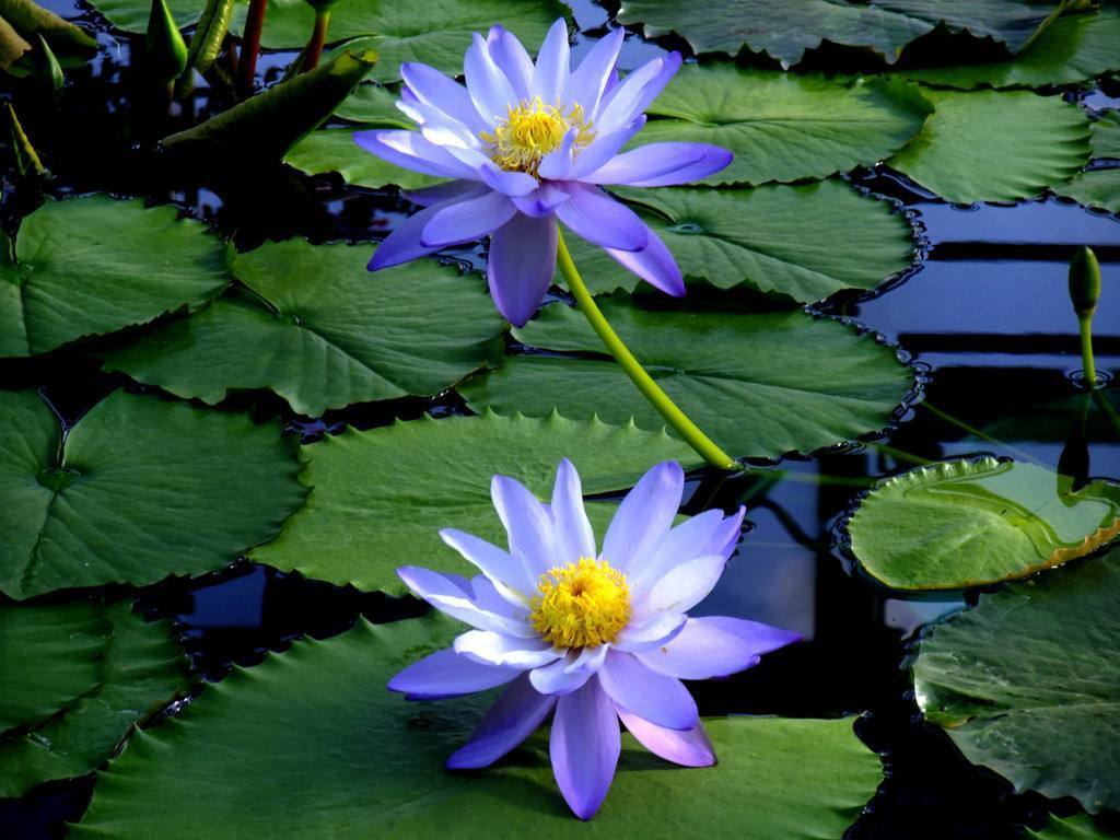 适合懒人养的喜阴的四季花,春夏秋冬特别适合养的养不死的花