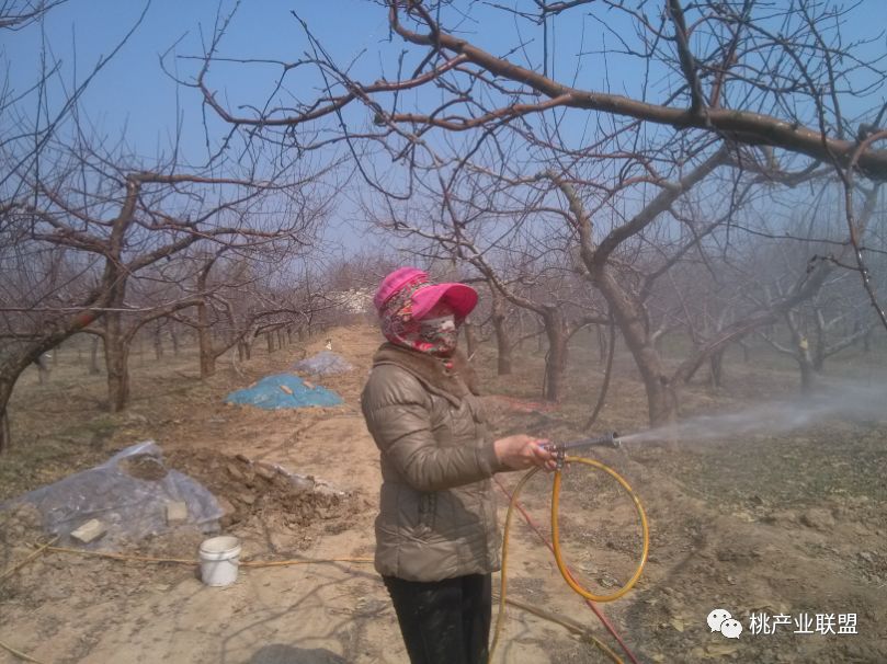 桃树清园有多重要,桃树清园注意事项和禁忌