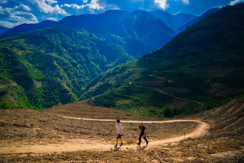 收17元卖1567元，云南咖农苦不堪言，拼多多用这方法帮了农民大忙