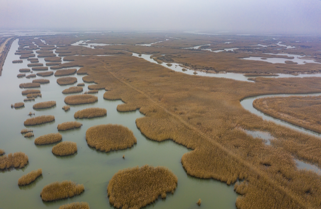 鸟类都会飞往南方过冬吗,鸟类全球迁徙