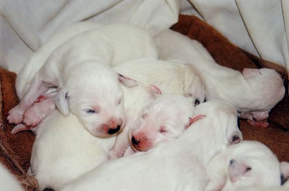 斑点狗要长几个月成大狗,斑点狗多大斑点就定型了