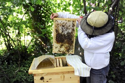 蜂群有蜜无卵怎么回事,夏季蜂群有小螨会怎样