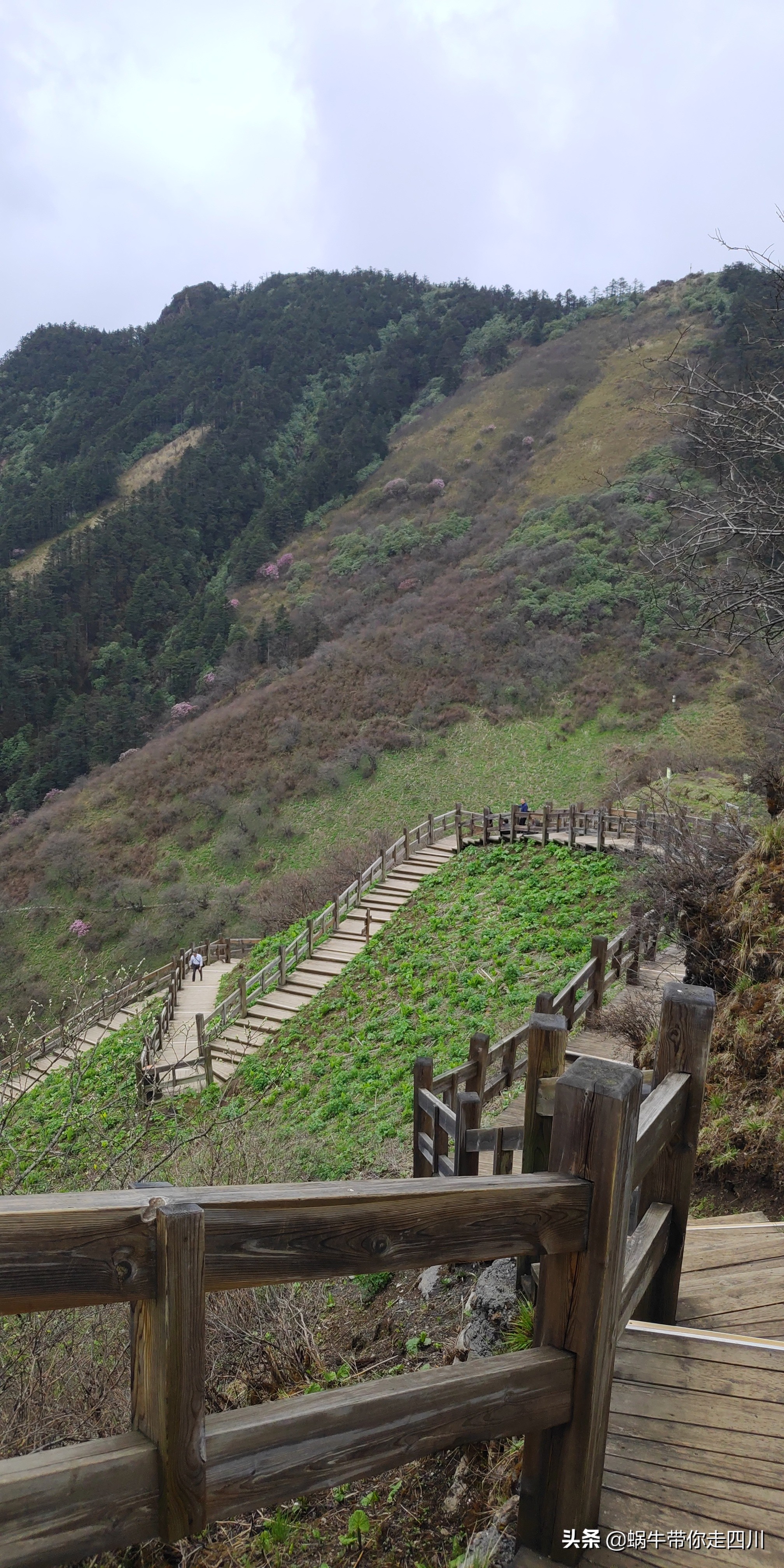 成都去西岭雪山两天一夜旅游团,成都出发雪山旅游