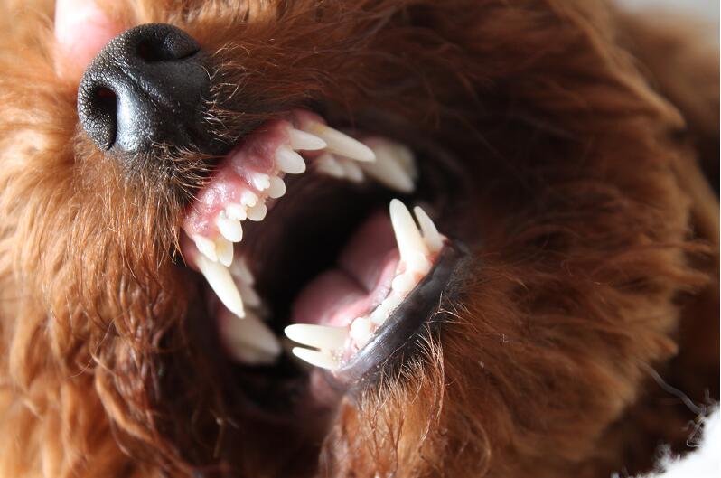 贵宾犬为什么不建议养,贵宾犬养大型好还是小型好