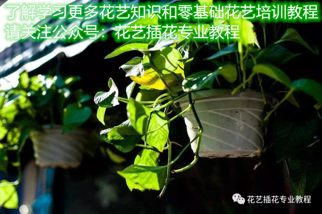 摘下来一小节绿萝该怎么养活,绿萝的叶子放水里可以养活吗