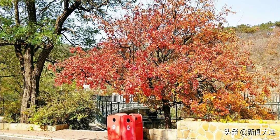 赏秋不必远行！大连这些地方美得正当时