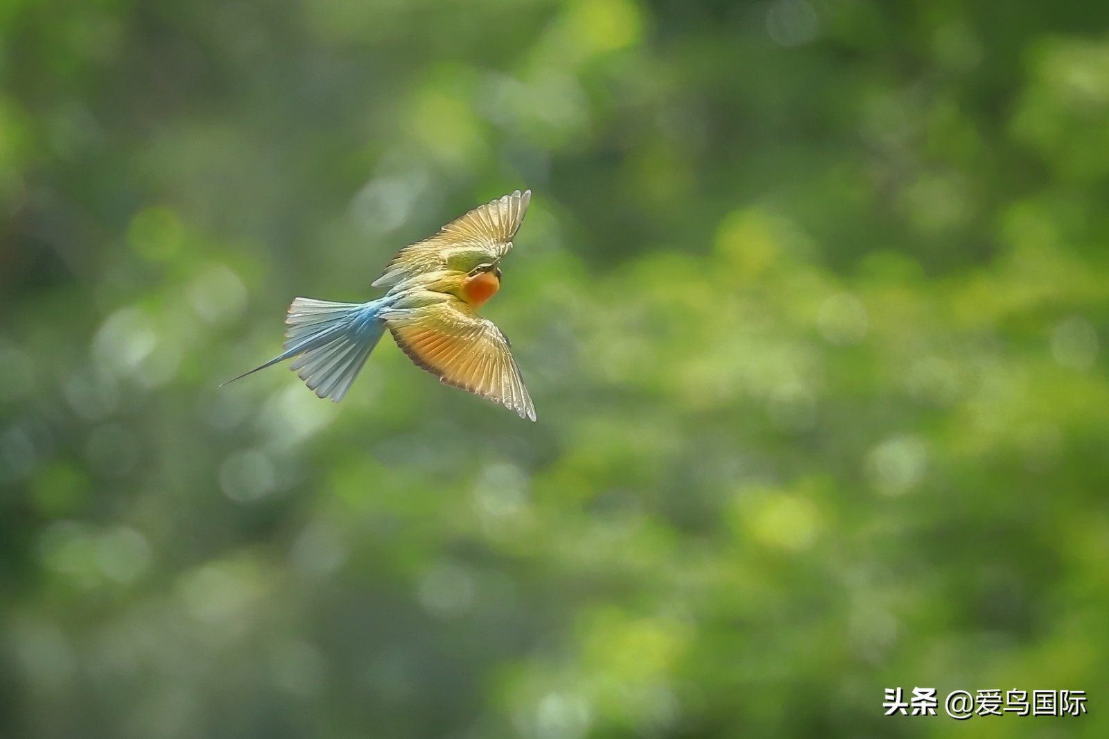 躁动的繁殖季节2021观鸟大年五月精华作品集