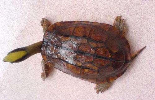 金钱龟是不是骗局,金钱龟未来十年行情