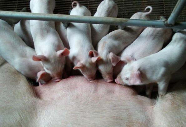 未来三年养猪前景最好的方法,养猪赚钱的核心是什么