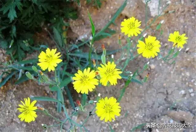 常见小区绿化100种植物图片,常见的水生植物有哪些种