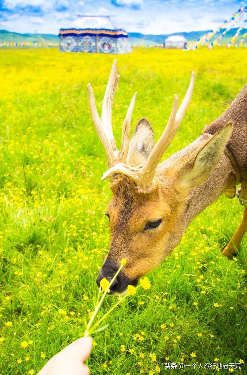 有生之年一定要去四川吗,年轻时不能去四川吗