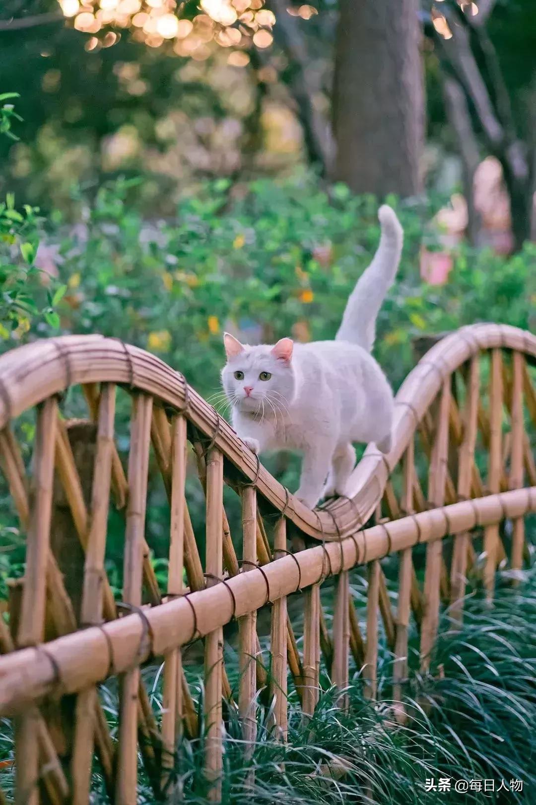 猫咪也有无可奈何的时候,猫咪为什么会给人安慰