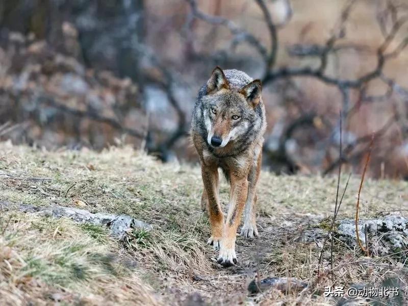 中国36个省份代表的动物,20种有代表性的动物