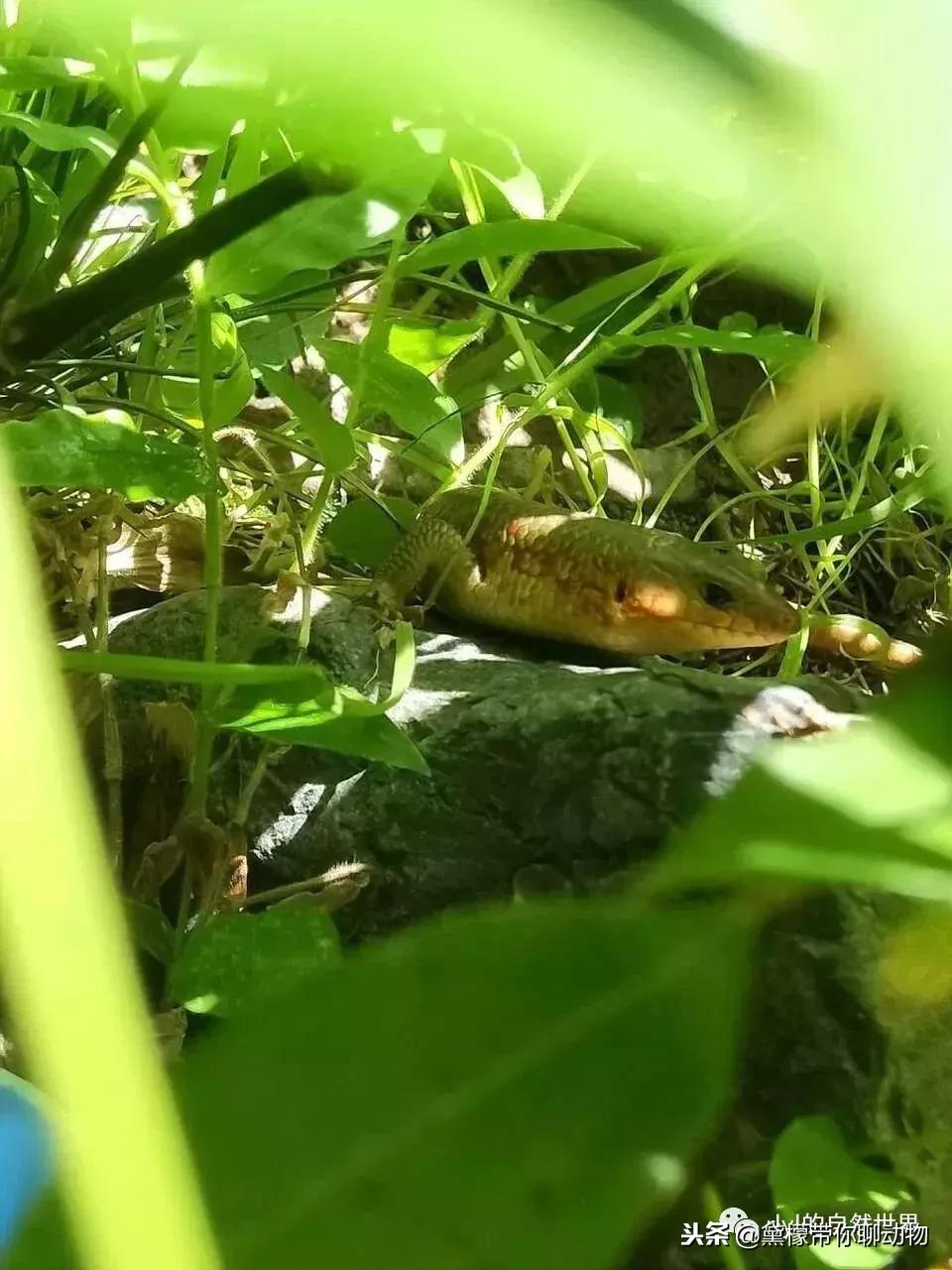 丛林造景黄缘龟池设计图大全,龟宝宝黄缘龟生态缸造景教程