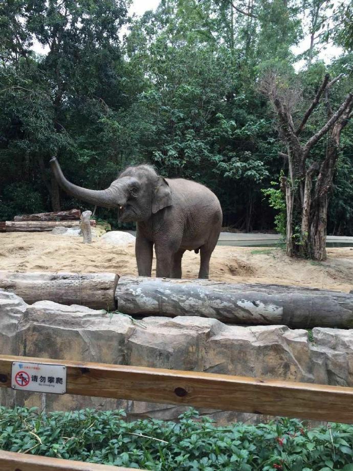 长隆野生动物园旅游攻略带娃,广州长隆动物园适合亲子游