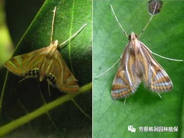 各类植物害虫的防治方法,园林蛀干害虫防治方法