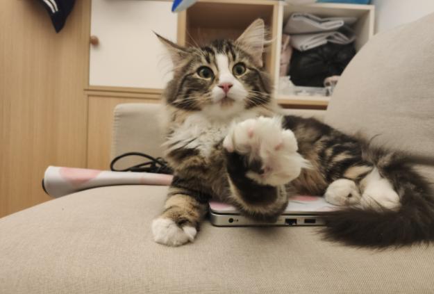 猫咪打441怎么才能不反抗,猫咪不喜欢主人亲近但是不反抗