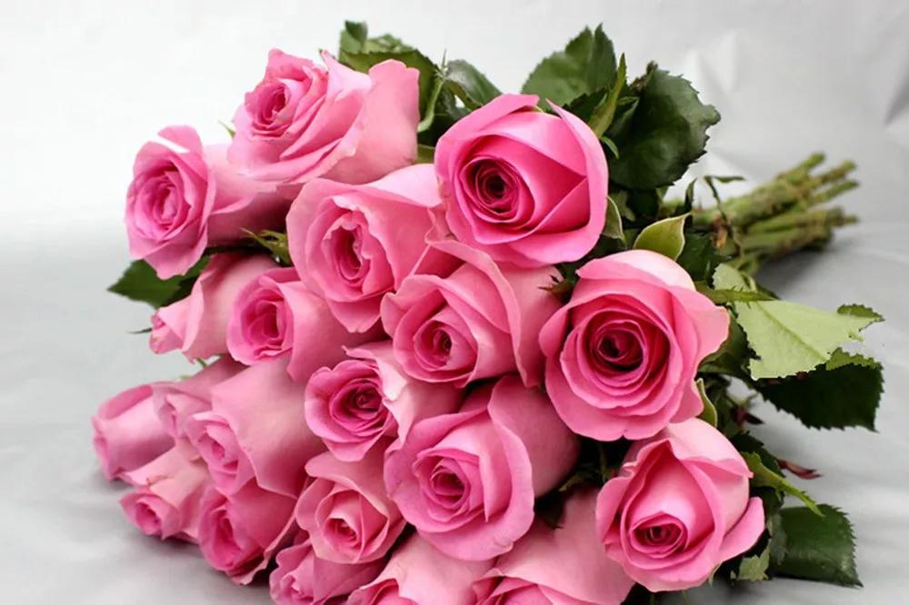 花店必备的5款玫瑰,鲜花图鉴一次性认识30种玫瑰花
