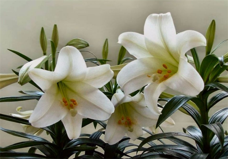 玫瑰和百合花语代表什么意思呢,创作灵感百合花的花语是百年好合
