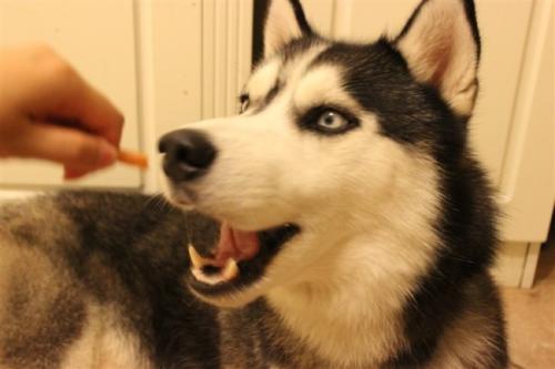 大宠爱哈士奇新手宠主必看攻略,怎么养哈士奇新手入门