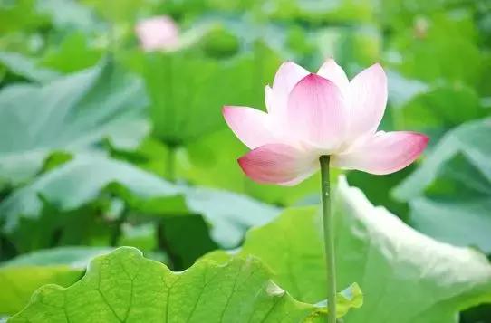 除了荷叶还有什么减肥比较好,荷叶的功效与作用是减肥还是祛湿