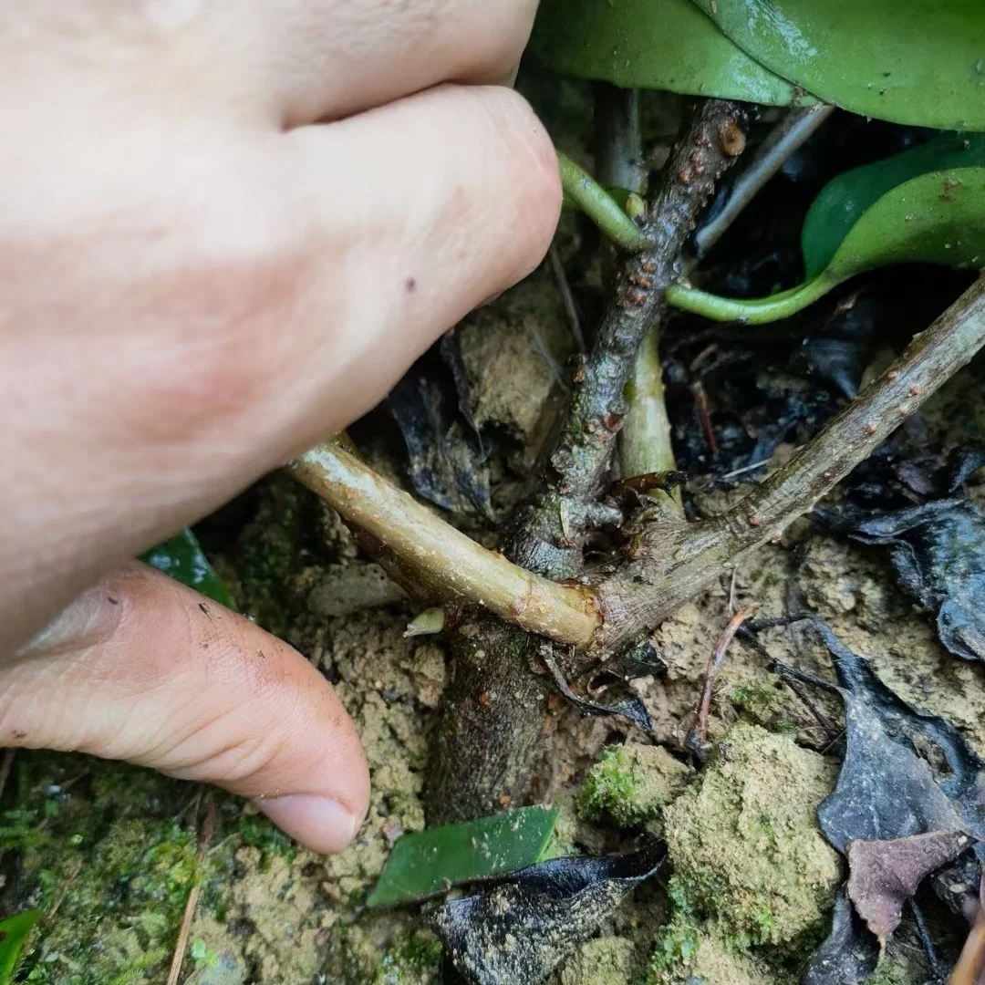 恶魔果实多少钱一瓶,恶魔果实的市价是多少