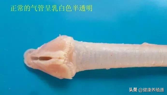 家禽与家禽解剖的不同点,家禽疾病诊断及解剖步骤