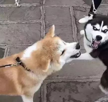 什么狗能打得过二哈,一群狗打二哈吓腿软