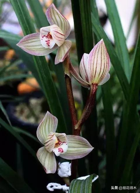莲瓣兰的花和春剑的花有什么区别,春剑春兰莲瓣兰豆瓣兰怎么区分