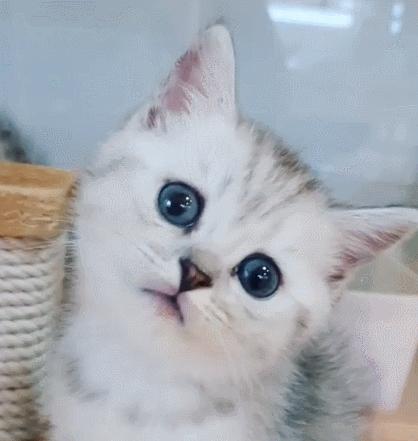 小奶猫的危害视频,小奶猫有什么危险