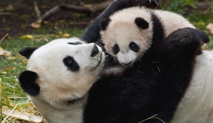 大熊猫在上古时代当过蚩尤的坐骑,蚩尤的坐骑大熊猫片段