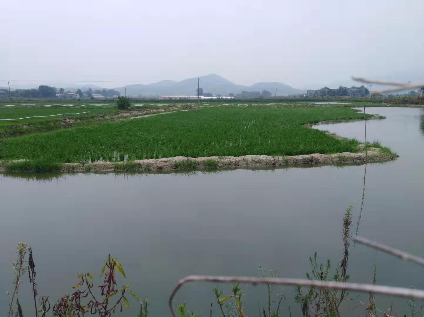 养虾和养鱼哪个利润高,高密度养虾成本与利润分析