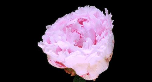 鲜花到了隔多久醒花最合适,刚收到的花蔫了怎么处理