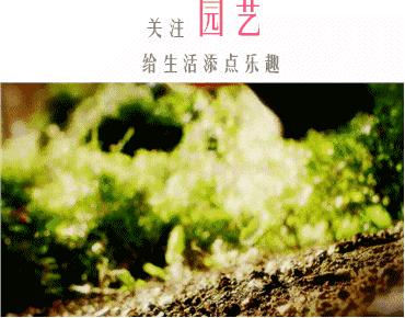 100种花店常用鲜花,花店鲜花种类大全