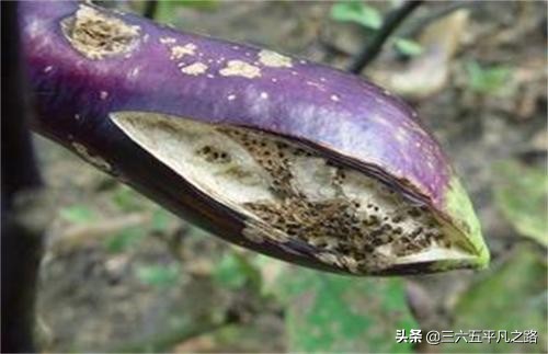 立秋茄子有什么禁忌,为什么说秋后茄子少吃