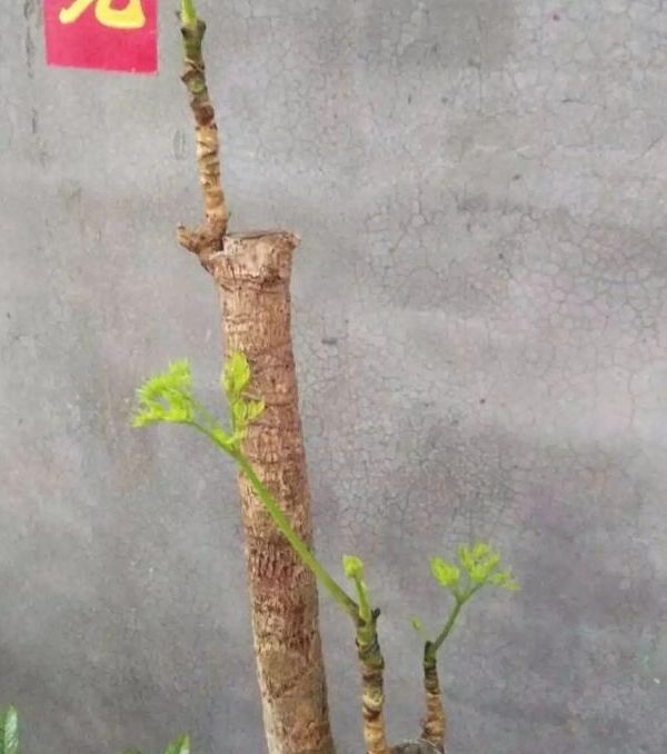 幸福树长个不长叶子,幸福树长得太高了