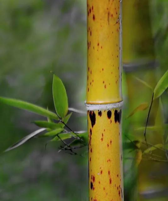 文人骚客的最爱，传说为二妃的血泪所化而成-斑竹