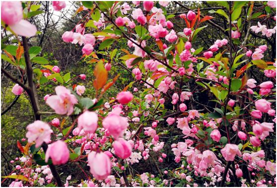 关于春天的颜色,关于春天的景色是什么