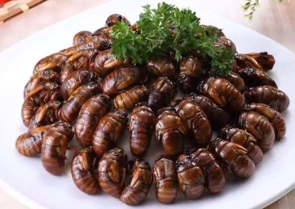 臭屁虫卖到450元一斤,臭屁虫能卖多少一斤