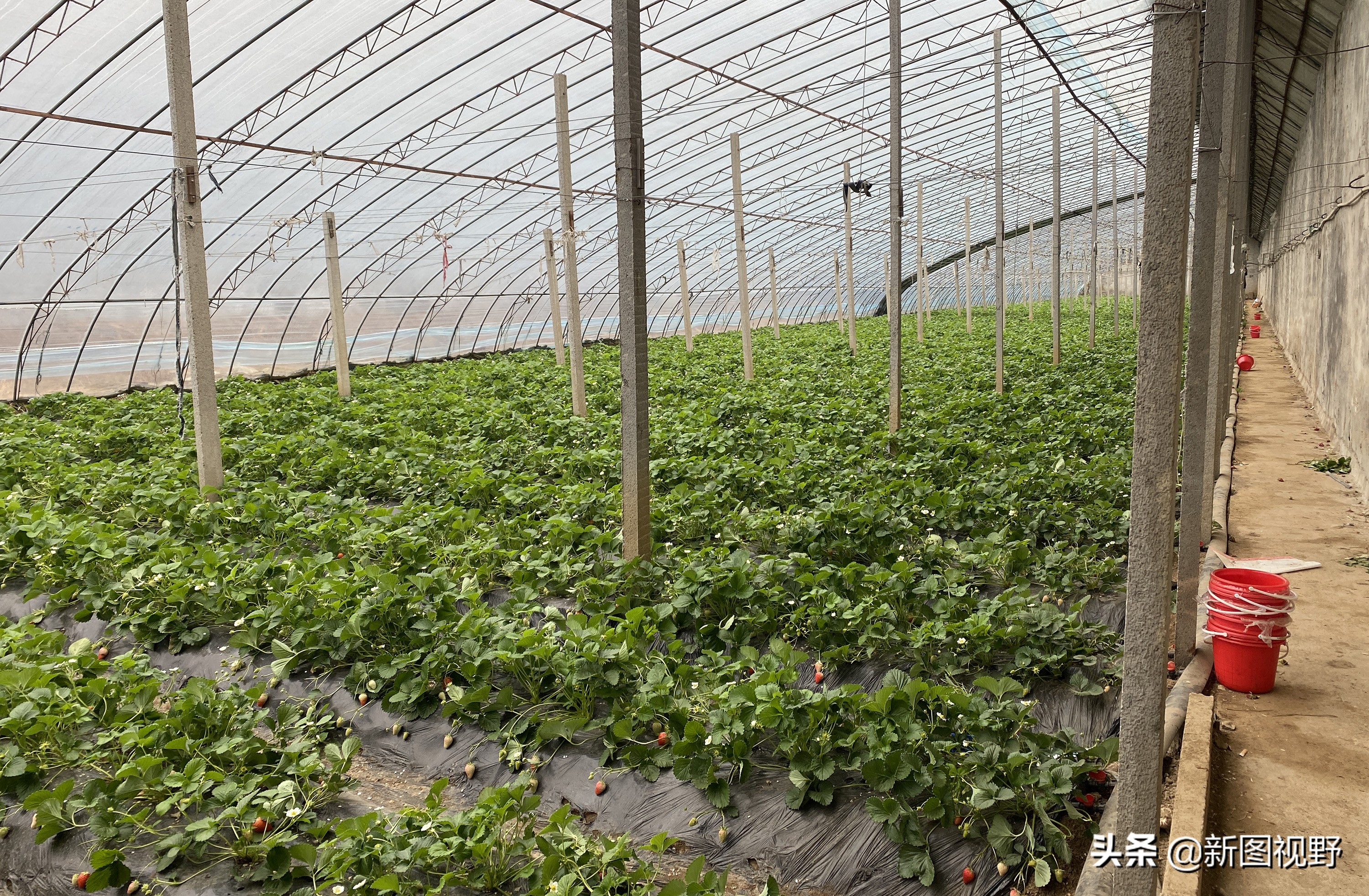 农村大哥吃火龙果,农村大哥种菜一年12万