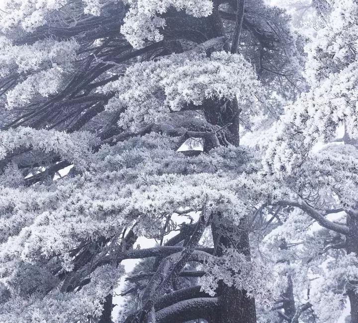 雾凇之美宛若仙境,连云港花果山雾凇美得像仙境