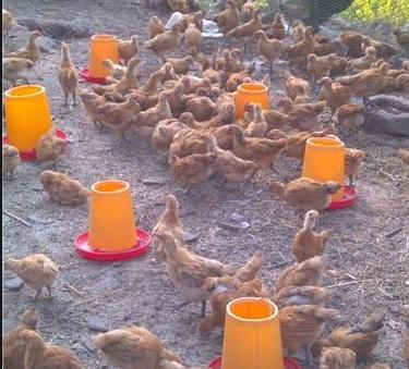 散养300只土鸡怎样预防鸡病,怎么预防散养的土鸡病