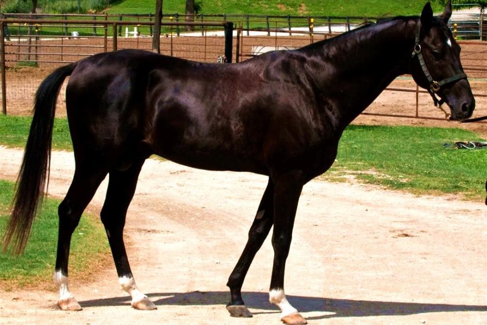 人类进化过程中为什么还有体毛,人类进化退化毛发