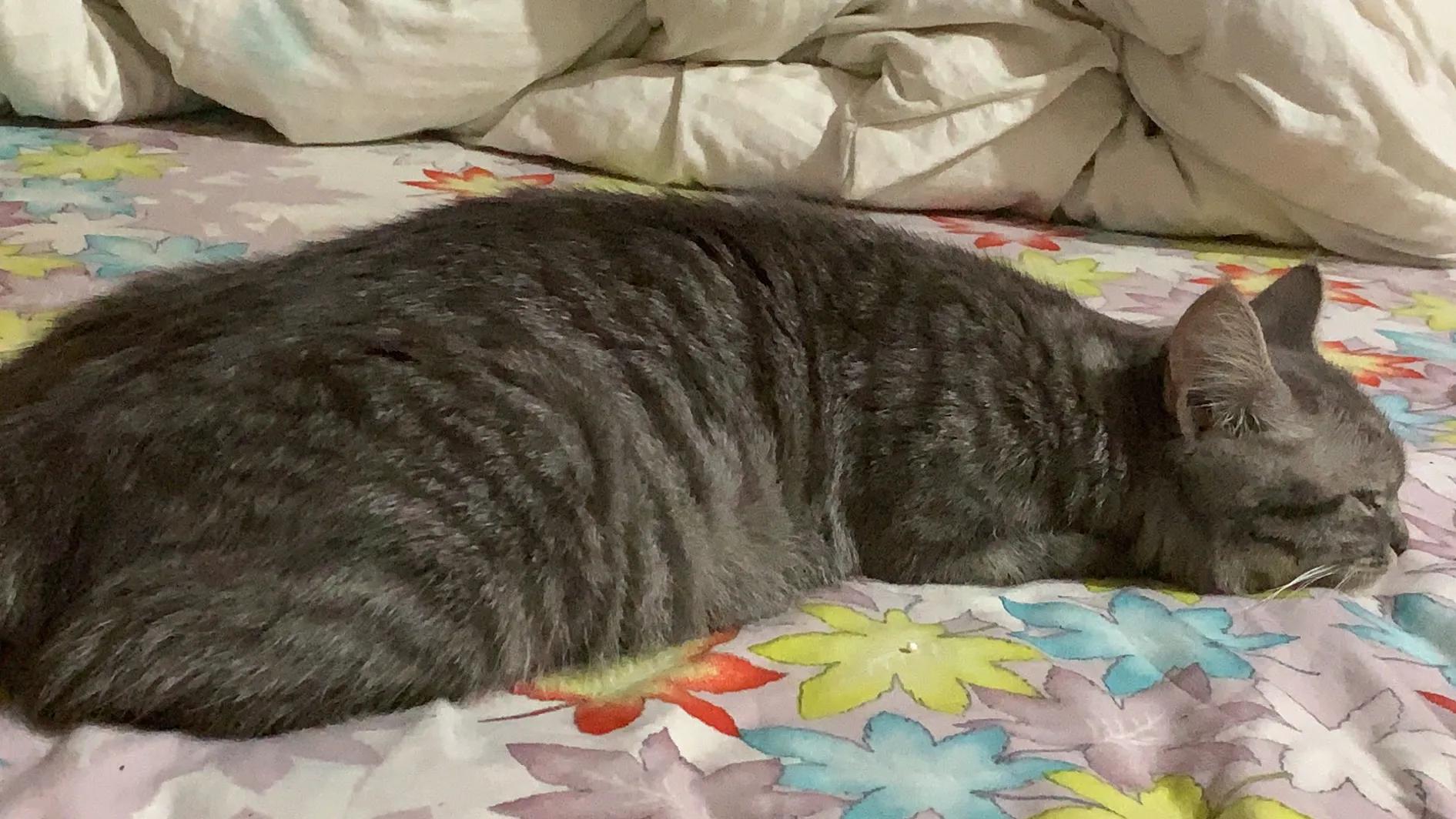 猫咪产前产后注意什么,猫咪产前做几次产检