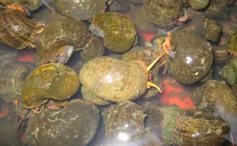 柳州螺蛳粉为什么好臭,柳州螺蛳粉臭为什么还有人吃