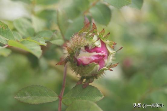 鲁西南与苏北方言,鲁西南风趣方言